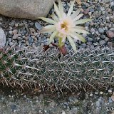Stenocereus eruca (only one plant ! exceptional. Ask for avaibility before ordering)